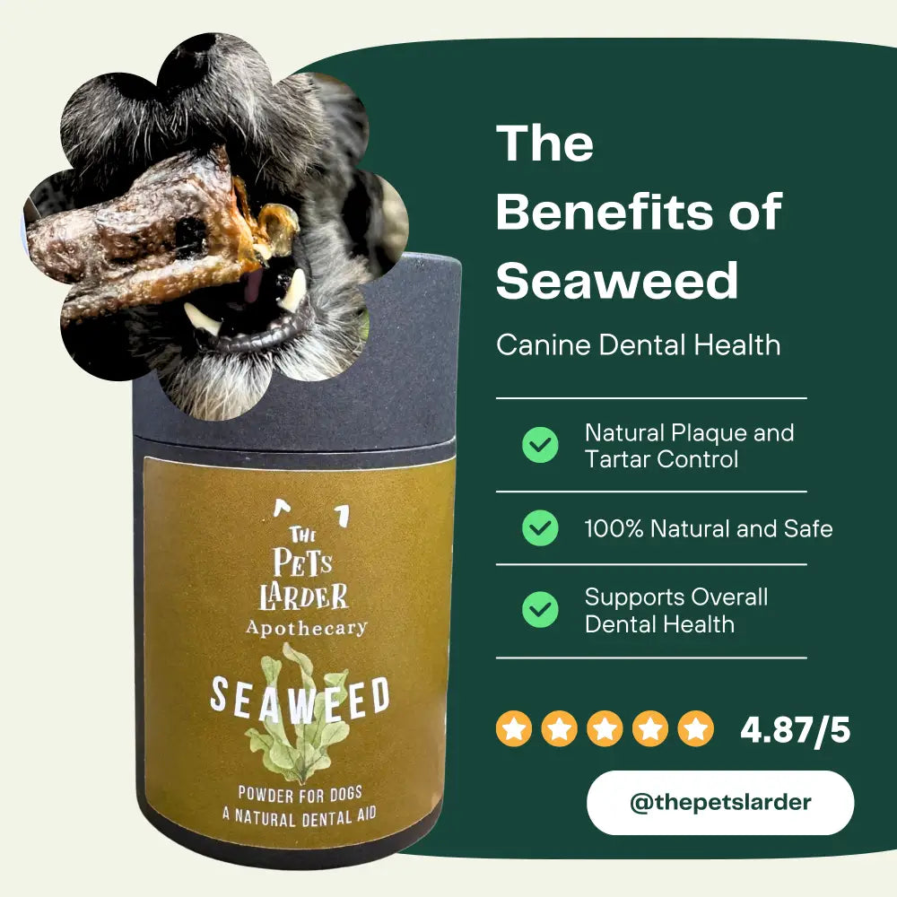 Dental Seaweed Powder for Dogs: Plaque Removal