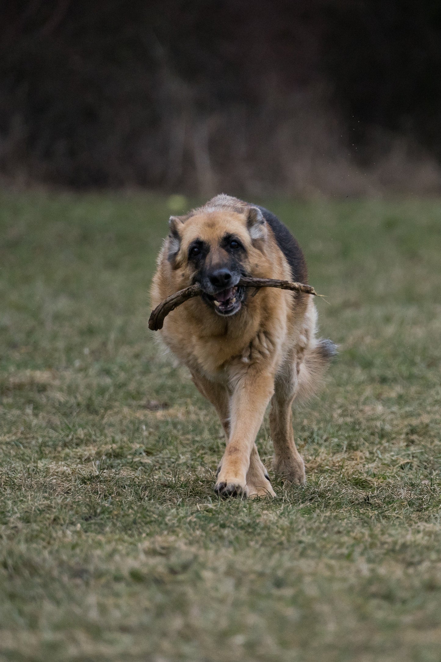 Max Strength Plus Premium Canine Joint Supplement From
