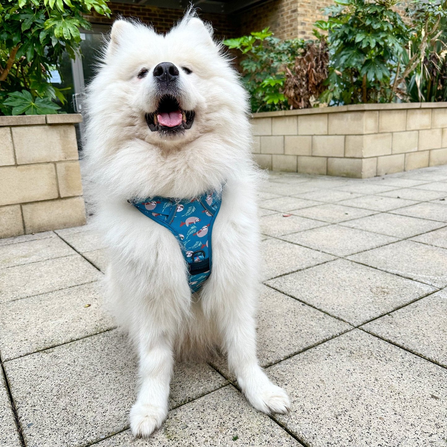 Lazy Sloth Tactical Dog Harness